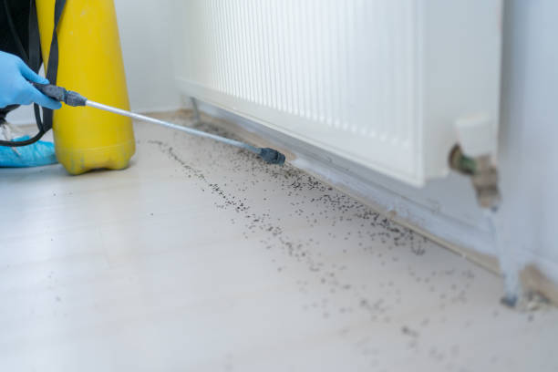 Best Cockroach Control Services  in Bloomingdale, IL