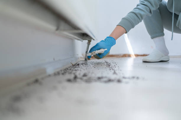 Best Affordable Pest Control Services  in Bloomingdale, IL